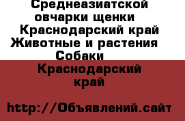 Среднеазиатской овчарки щенки - Краснодарский край Животные и растения » Собаки   . Краснодарский край